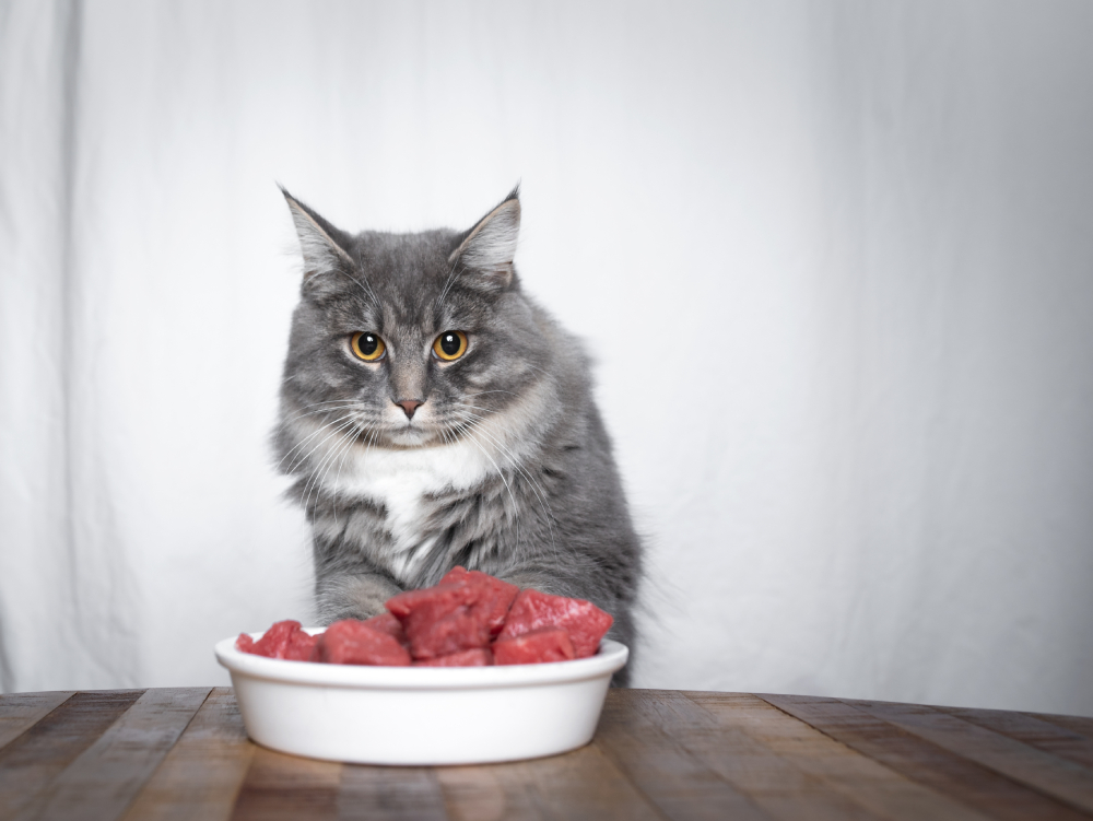 young blue tabby maine coon with white cramic bowl filled with raw beef meat