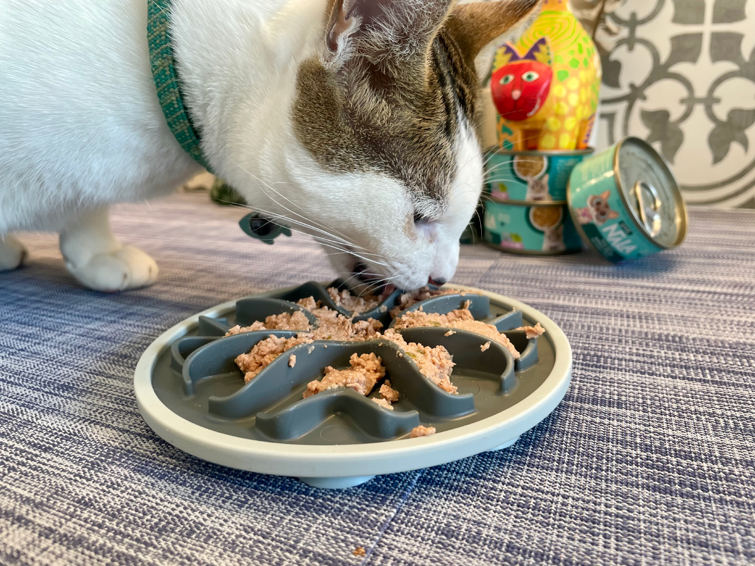 Messy Mutts Messy Cats Interactive Slow Feeder - makoa eating cat food from the slow feeder