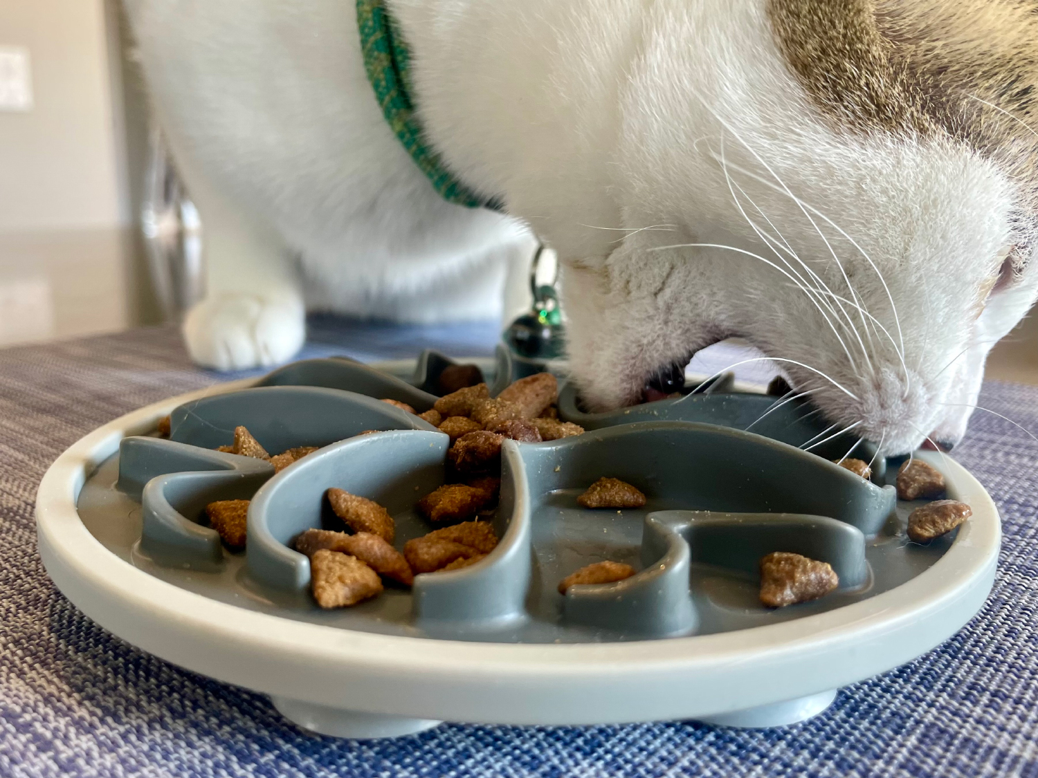 Messy Mutts Messy Cats Interactive Slow Feeder - makoa eating food from the slow feeder