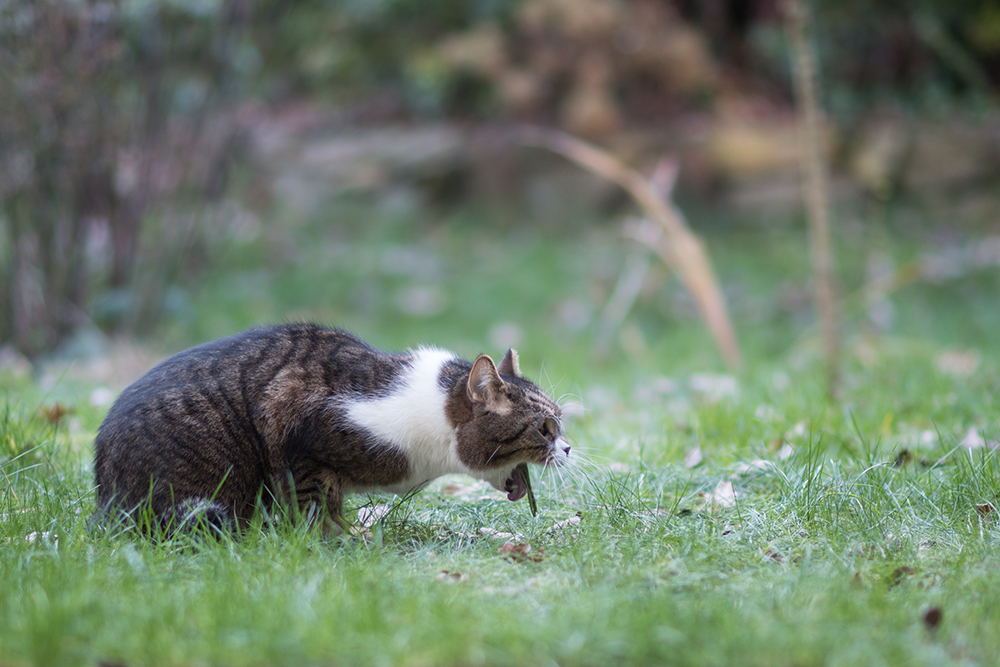 tabby british shorthair cat vomiting on the lawn