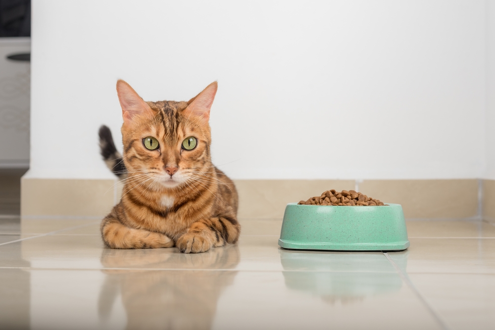 Bengal cat next to a bowl full of dry food