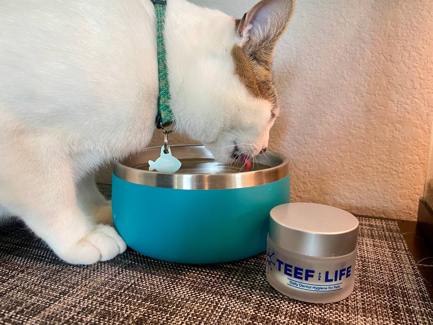 TEEF for Life Review 2024 - cat drinking water with product