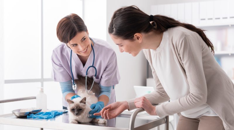 cat owner talking to the vet while examining the cat