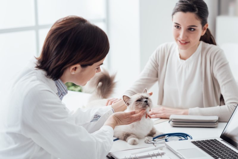 vet checking up a cat with the owner