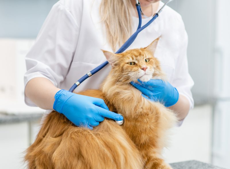 female vet checking up the cat