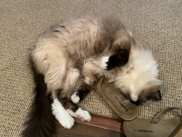 Seal Mitted Ragdoll Cat Caymus After Getting Ozone Therapy Rectally rolling happy IMG_4561