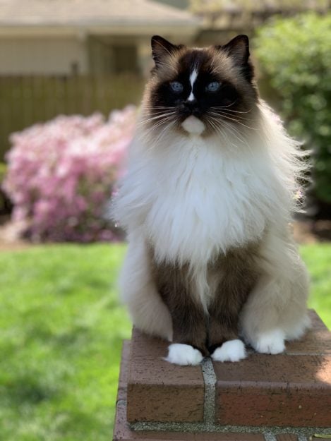 10-year old seal mitted Ragdoll cat Charlie outside April 2020 IMG_2252