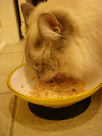 Trigg Eating From the ModaPet Lemon Zest Bowl