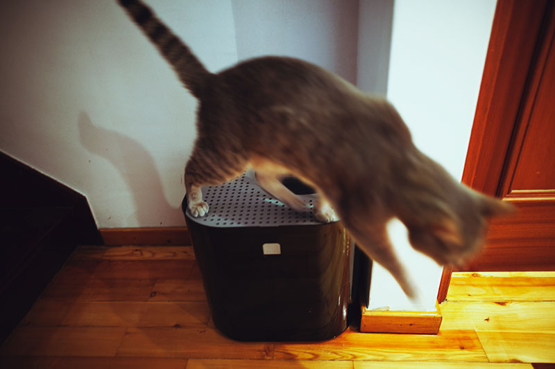 Canine-Proof Cat Litter Containers to Protect Canines Out of the Kitty Toilet