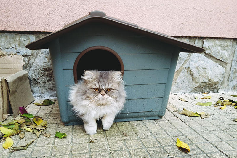 Preserving Cats Dry in Moist Native climate