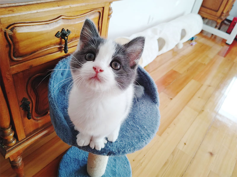 Tips on one of the simplest ways to Inform if a Kitten Is Going to Be a Lap Cat: 7 Traits That Inform