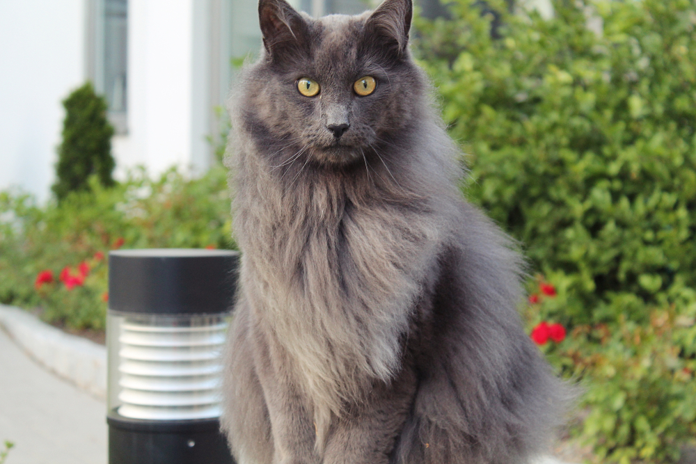 20 Extended Haired Cat Breeds: Info, Footage & Knowledge