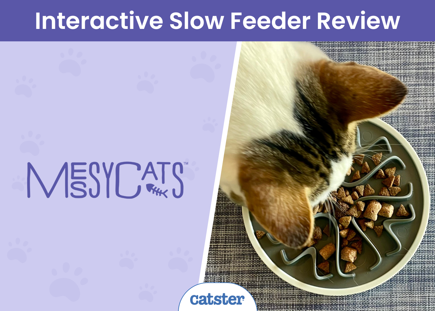 Messy Mutts Messy Cats Interactive Gradual Feeder Overview 2024: A Detailed Look