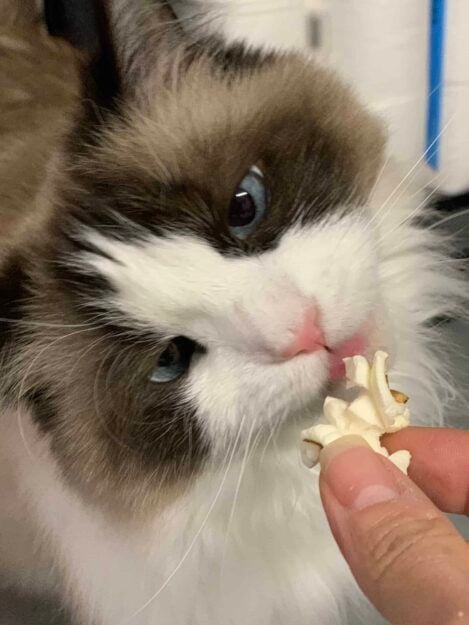 Can Cats Eat Popcorn? 🍿 Is Popcorn Protected For Cats To Eat?