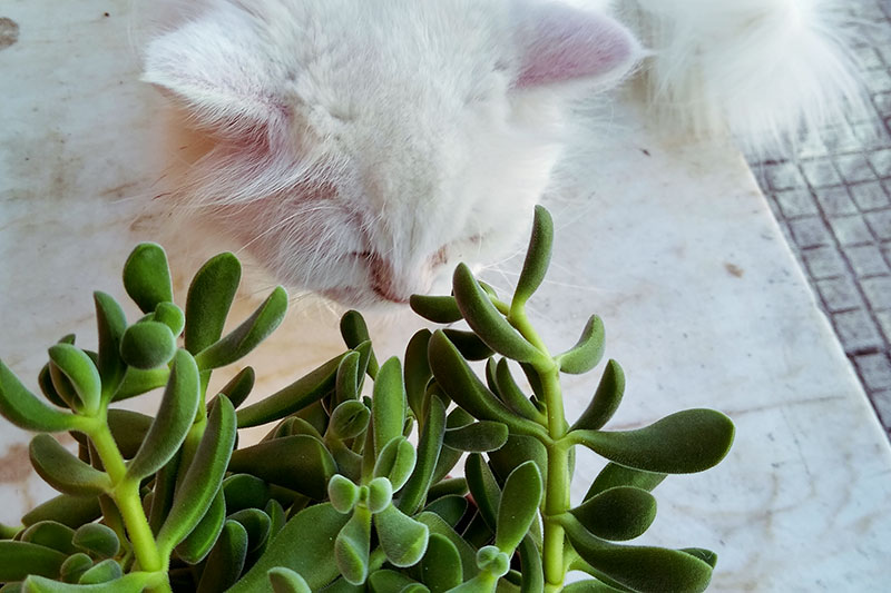 Cat Proof Planters, Pots, Cabinets, & Further