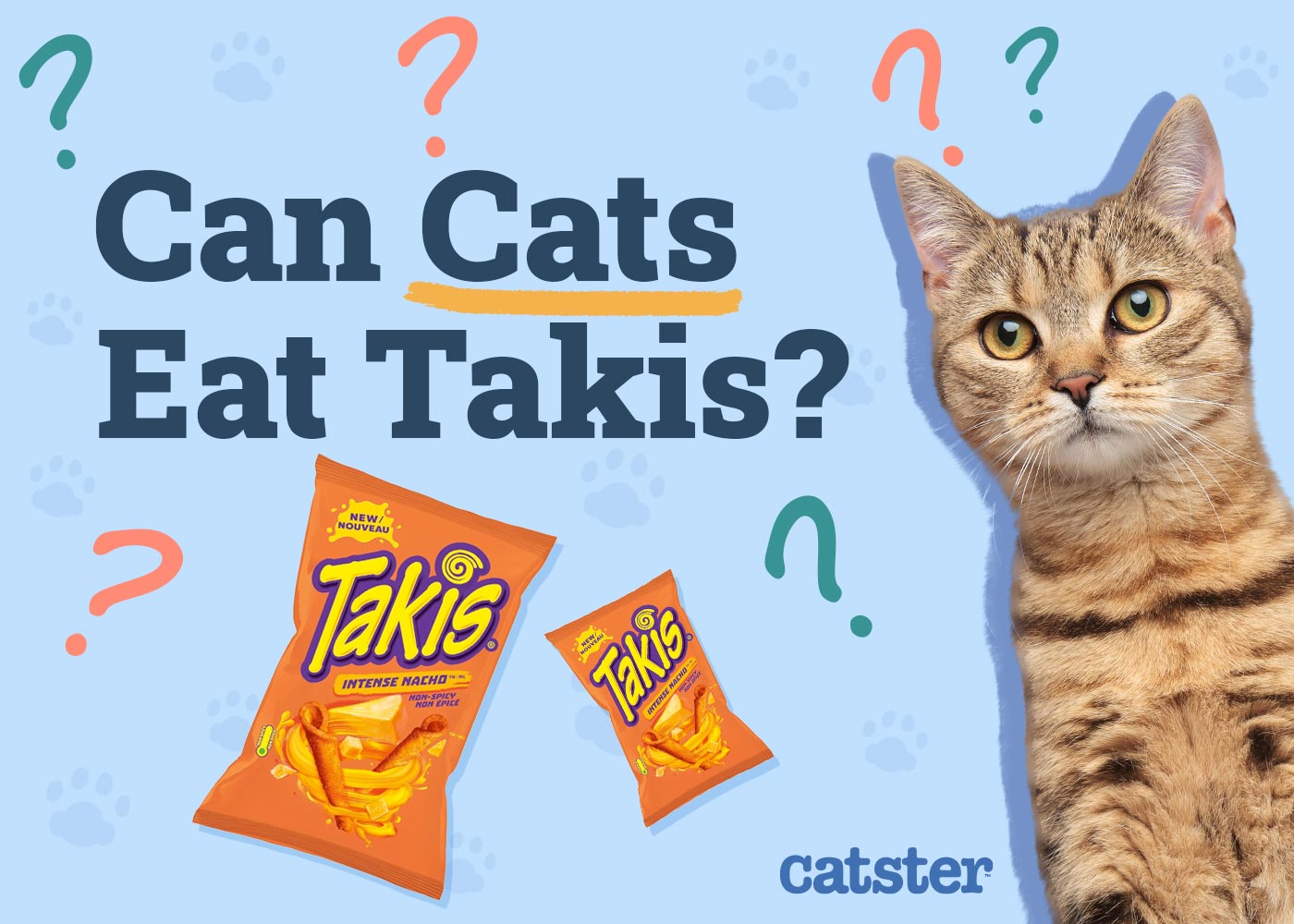 Can Cats Eat Takis? Vet-Reviewed Precautions & Correctly being Ideas