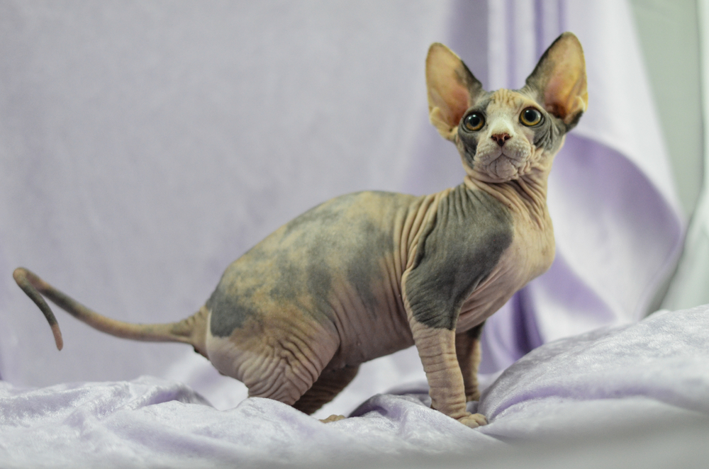 Mexican Hairless Cat Breed: Knowledge, Footage, Care & Additional