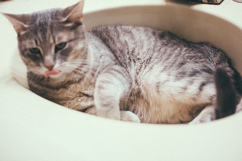 “Why Is My Cat Obsessed With the Rest room?” Mine Are, Too!