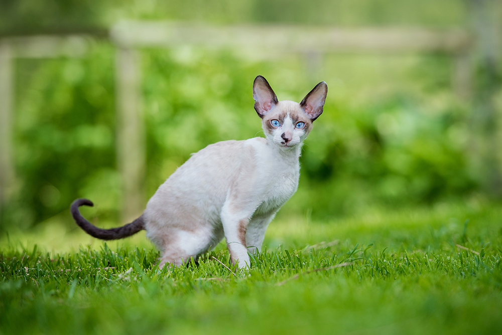 10 Cornish Rex Correctly being Components You Should Know (Vet Reply)