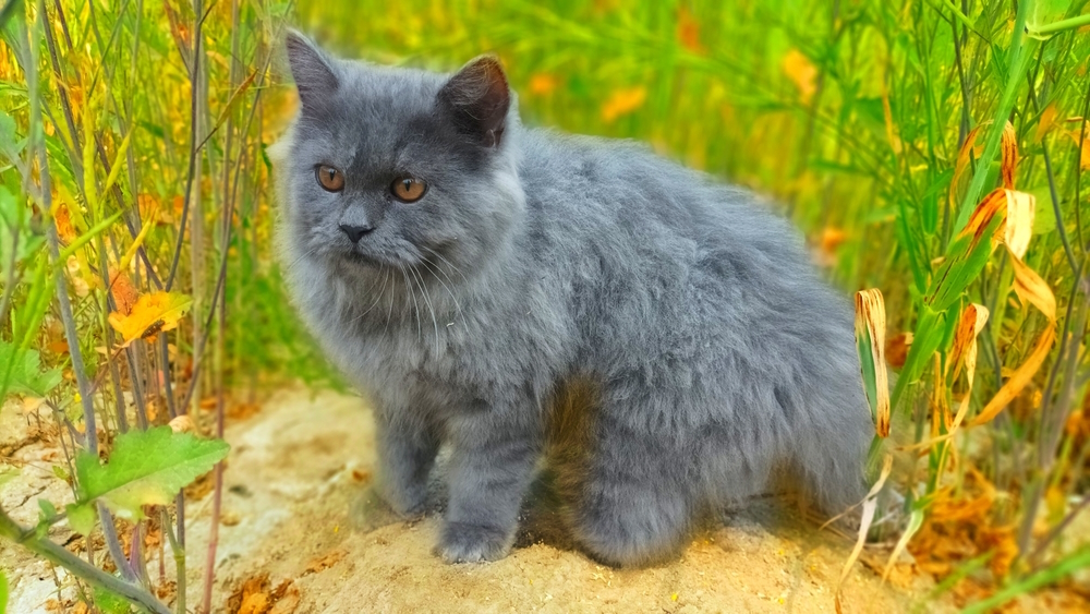 Gray Persian Cat Breed: Information, Footage, Care & Additional