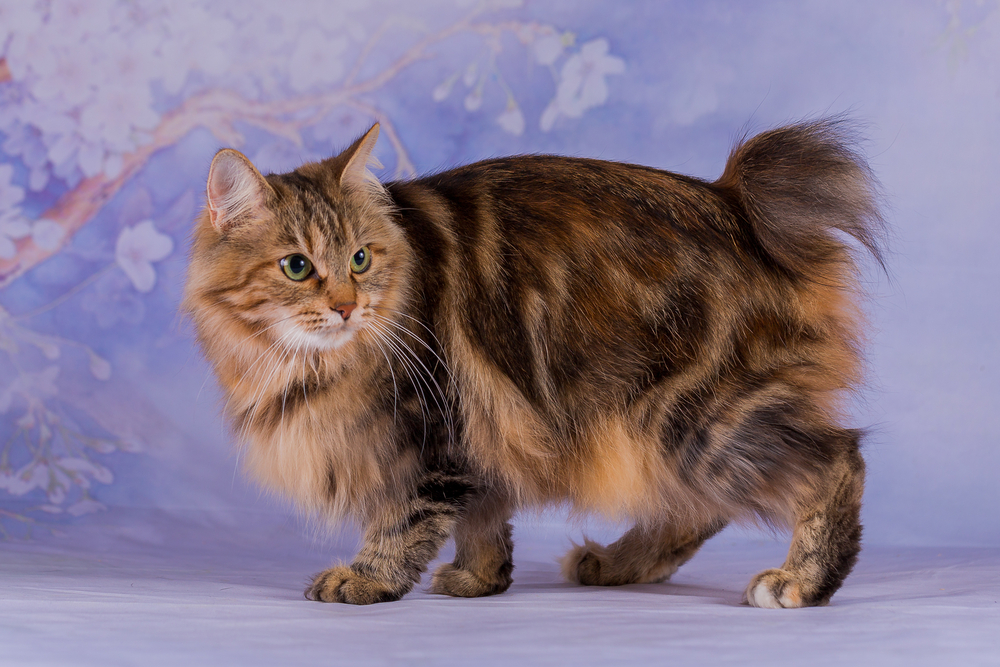 Japanese Bobtail Longhair: Information, Images, Care, & Traits