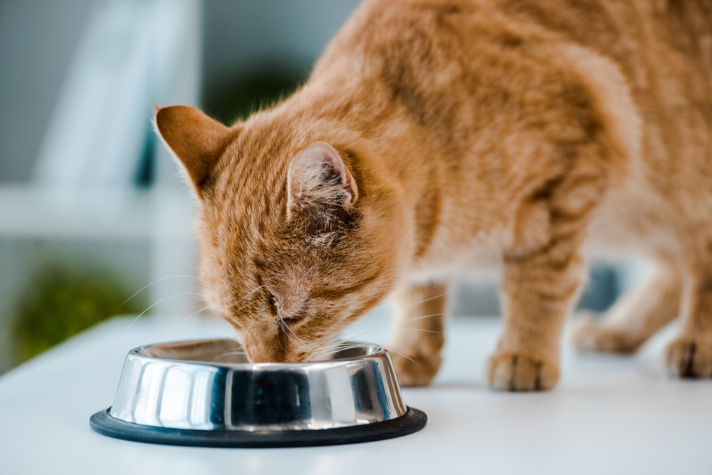 10 Fundamentals of a Hand-crafted Newest Meals plan for Cats: Our Vet Explains