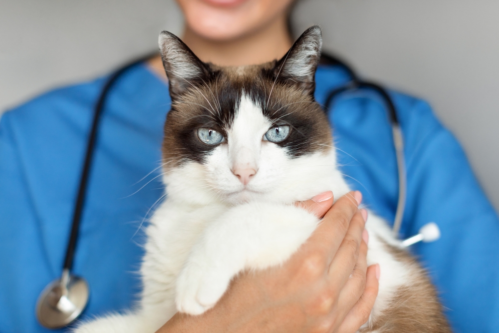 Concern-Free Vet: Vet-Verified Benefits, Disadvantages & FAQ